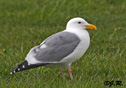 Larus thayeri